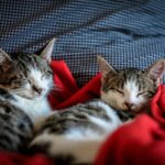 Idealny kot do mieszkania: które rasy najlepiej przystosowują się do życia w ograniczonej przestrzeni?