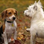 Fütterung von Welpen und erwachsenen Hunden: Zentrale Unterschiede in Ernährung und Fütterungsplan