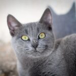 Взять взрослую породистую кошку: Плюсы и возможные трудности