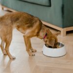 Trockenfutter, Dosenfutter oder natürliche Fütterung: Wie wählt man die beste Ernährung für Ihren Hund aus?