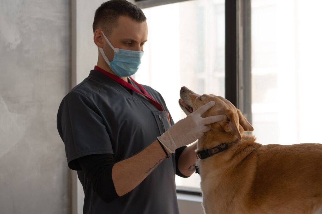 A vet examining a dog