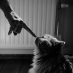 Britisch Kurzhaar, Maine Coon, Sphynx, Scottish Fold: Vergleich beliebter Katzenrassen