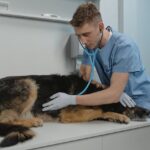 Prima vizită la veterinar: la ce să te aștepți și ce întrebări să pui?