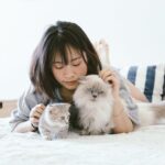 Длинношерстные против короткошерстных кошек: Особенности ухода за шерстью
