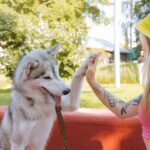 Grundlagen der positiven Hundeerziehung: Wie man einem Hund grundlegende Kommandos und gute Manieren beibringt