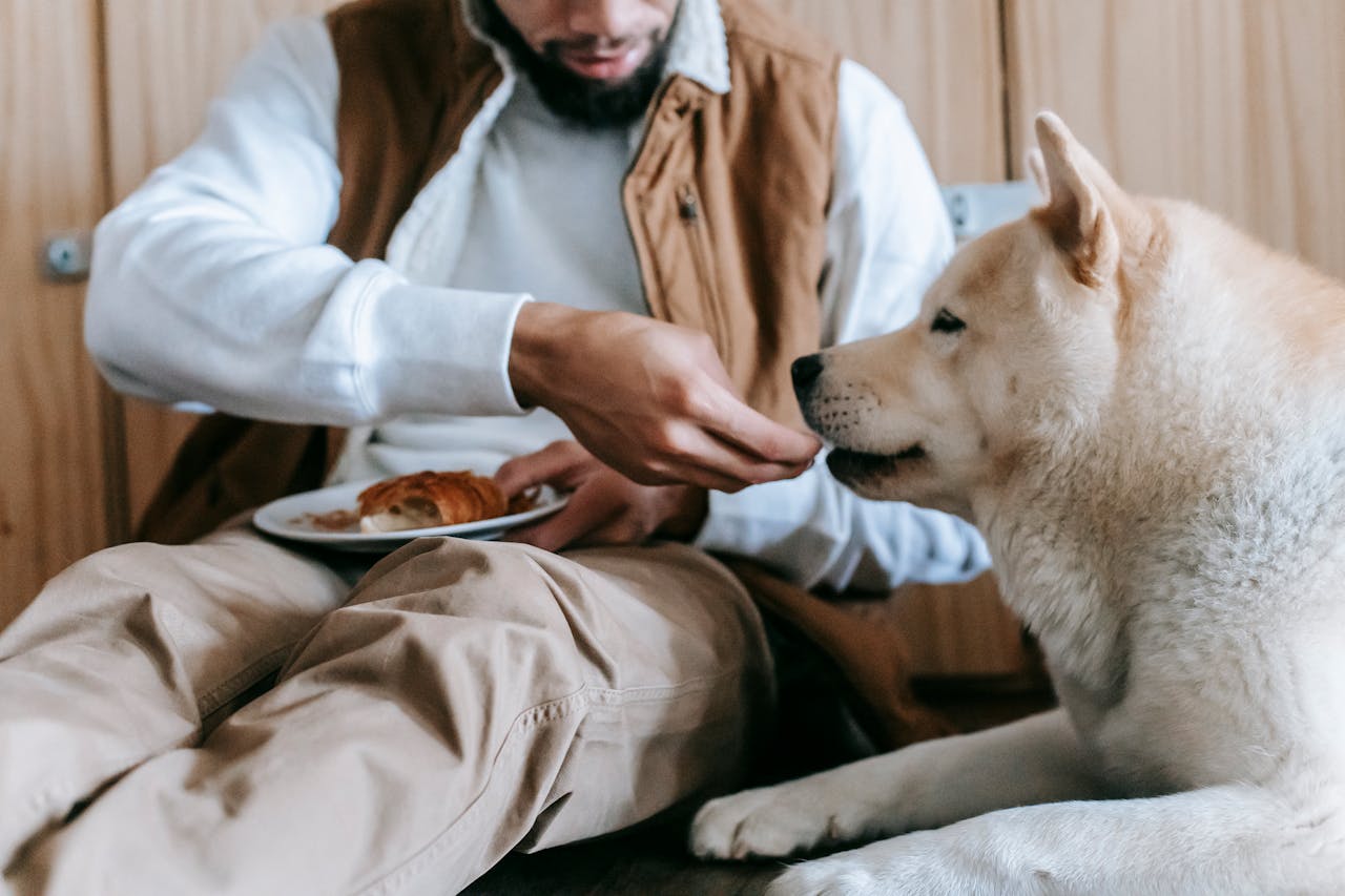 Gefährliche Lebensmittel: Liste von Produkten, die Hunden auf keinen Fall gegeben werden dürfen