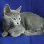 Russisch Blau Katze