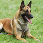 Malinois (Ciobănesc Belgian)