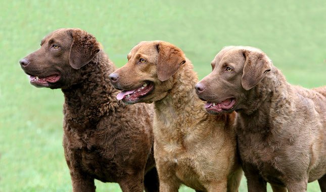 Portret de Chesapeake Bay Retriever