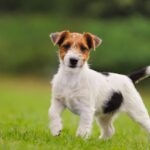 Jack Russell Terrier