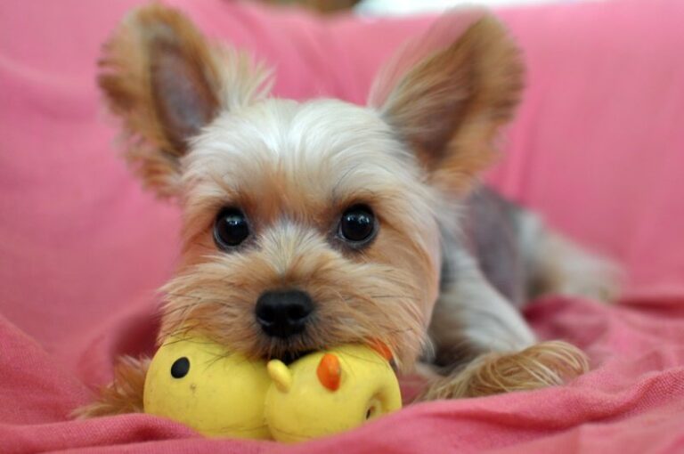 Yorkshire Terrier