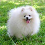 Pomeranian