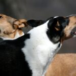 Collie cu păr scurt