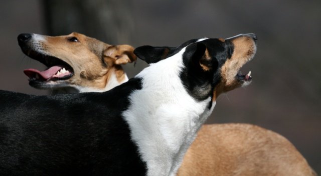 A Smooth Collie in nature