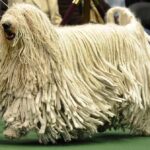 Komondor