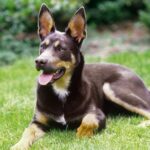 Kelpie Australien
