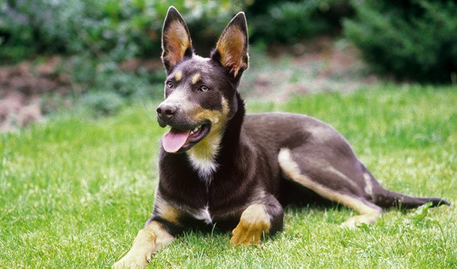 Un Kelpie Australien