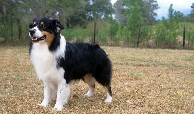 Australian Shepherd