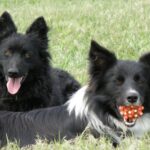 Муді