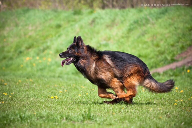 Ciobănescul German cu păr lung