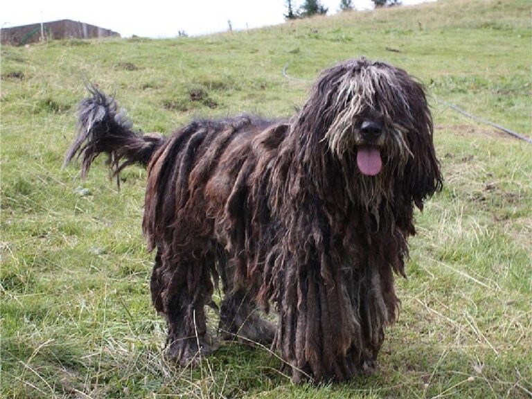 Ciobănescul de Bergamasco