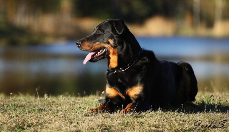 Beauceron