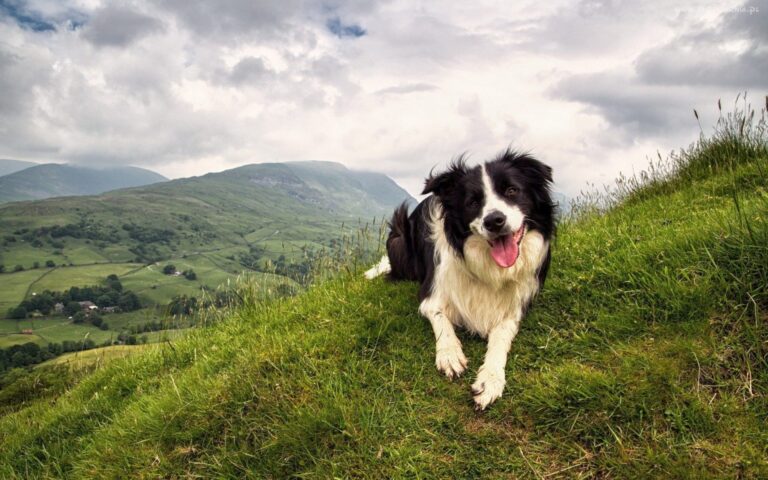 Border Collie