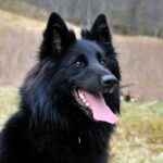 Грюнендаль (бельгійська вівчарка)