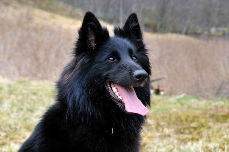 Groenendael (ciobănesc belgian)
