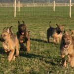 Laekenois (Belgian Shepherd)