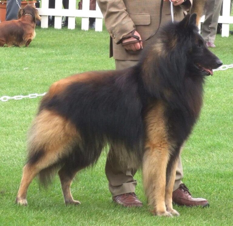 Tervueren (owczarek belgijski)