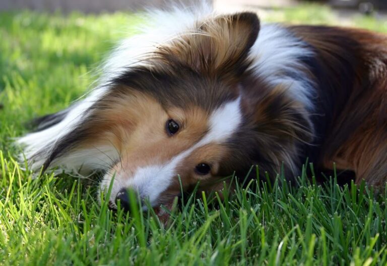 Sheltie