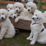 Словацький чувач