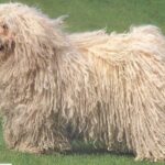 Puli (Ungarischer Wasserhund)