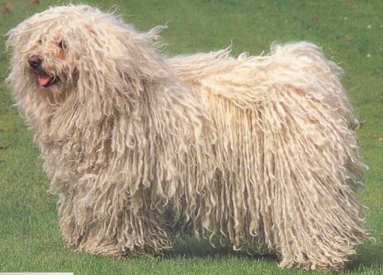 Puli (câinele de apă maghiar)