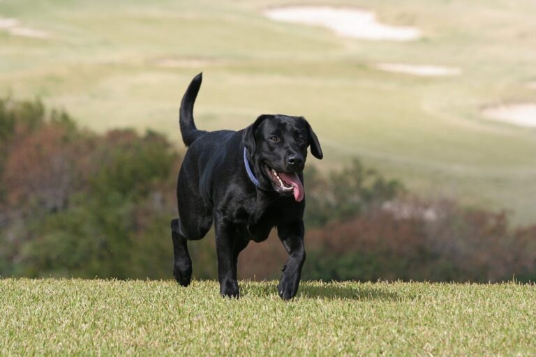 Labrador Retriever