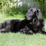 Прямошерстий ретривер
