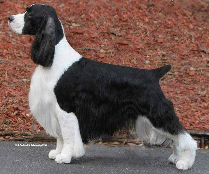 Springer Spaniel Inglés