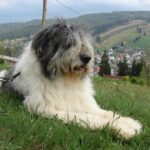 Румунська міоритська вівчарка