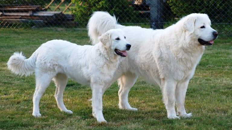 Tatra Shepherd Dog