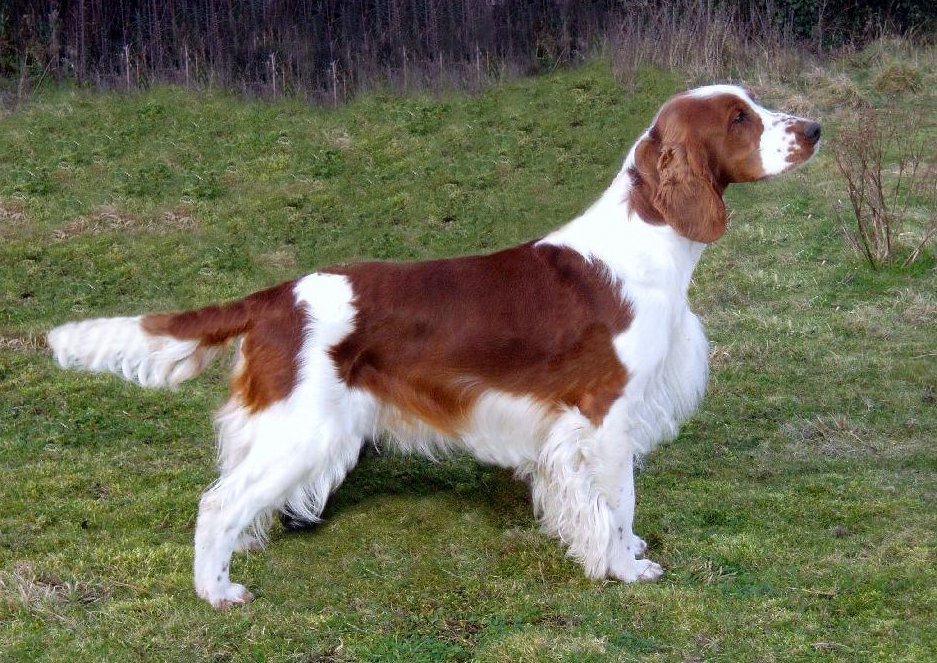 Portrait d'un Welsh Springer Spaniel