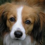 Kooikerhondje