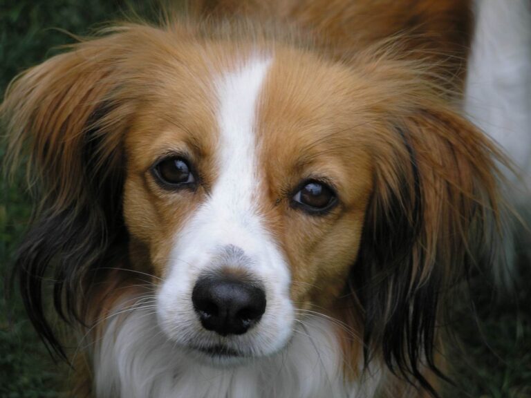 Kooikerhondje