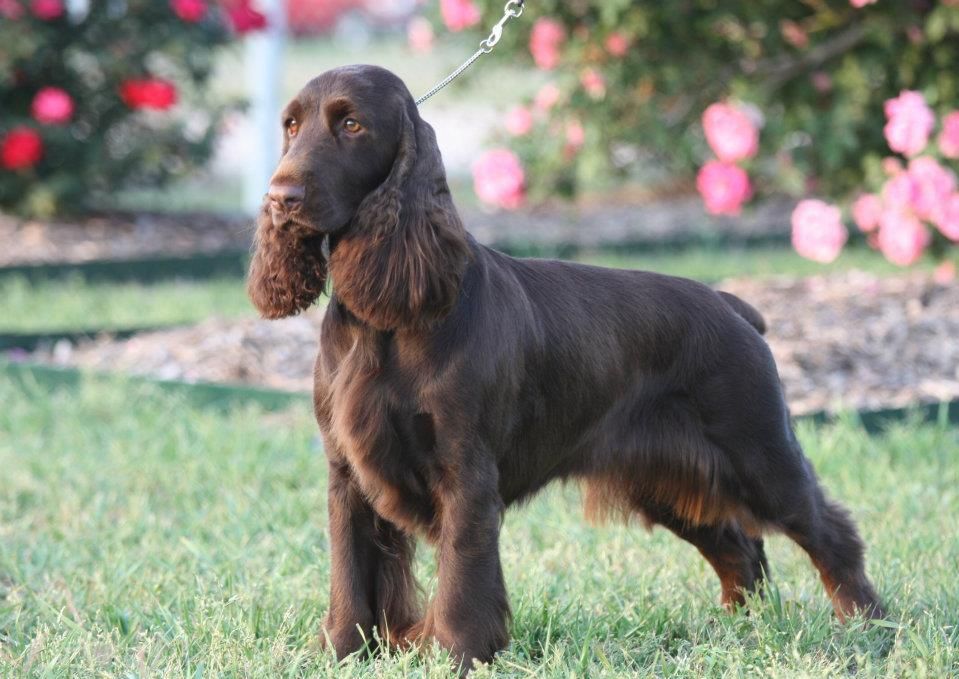 Perfil de Field Spaniel
