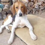Anglo-Russian Hound