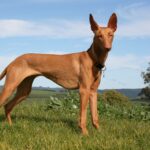Podenco Canario