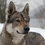 Chien-loup tchécoslovaque