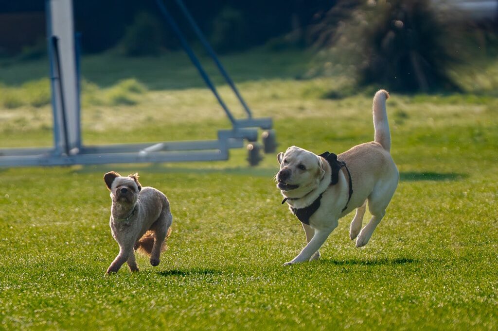 Two dogs playing roughly in a park.
