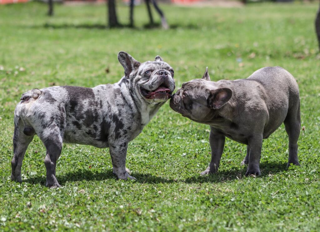 A group of dogs playing near a park gate.