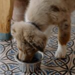 Как распознать обезвоживание у собаки или кота и что делать?